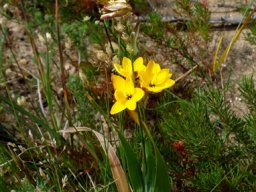 Ixia dubia roadside plants flowering